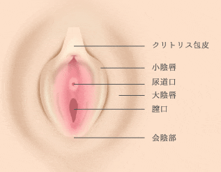 クリトリス勃起とは？勃つ理由とやり方 - 夜の保健室