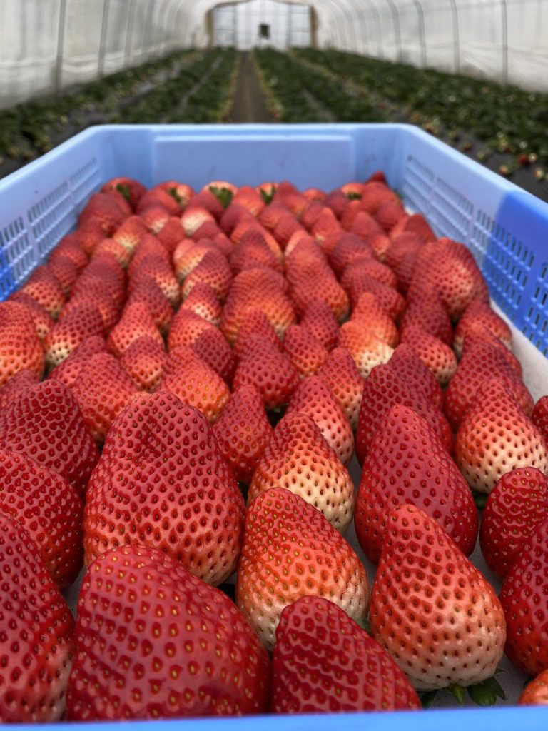 相鉄線 天王町 のイタリアンといえばビストロ ノッポ |