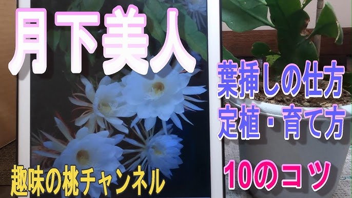 仕組みは秘密」 彫刻に水を注いだら“驚きの仕掛け”が… 月下美人のようにゆっくりと花が開き満開に |