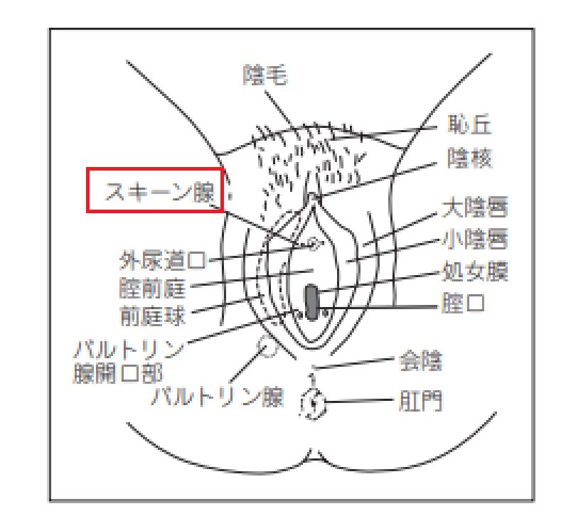 女をガチで潮吹きさせるやり方【ヤリチンが解説】