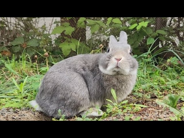 【うさぎ】鼻を鳴らすうさぎ！なでなでが気持ちよすぎる！The rabbit feels comfortable