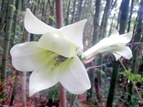 ウバユリ その独特の雰囲気に満ちた花のご紹介 |