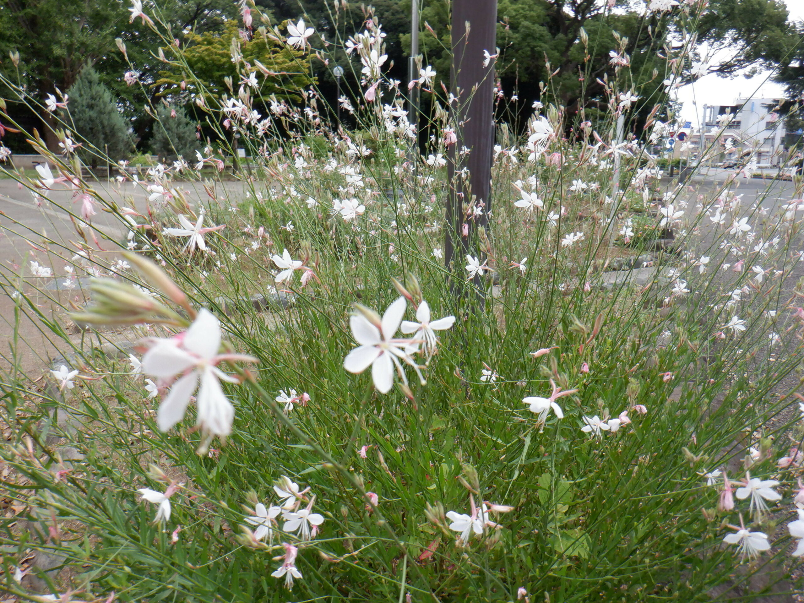 ガウラの育て方　地植えで楽しむ！摘芯、剪定、切り戻し