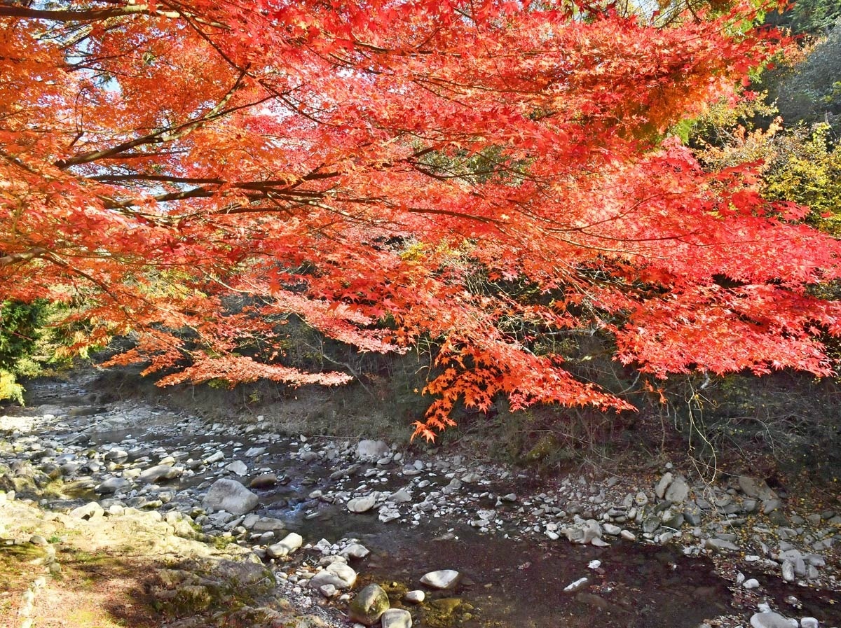 香川県内紅葉の「穴場」 | ニュース | COOL