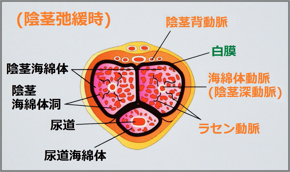 図録▽ペニス・サイズの国際比較