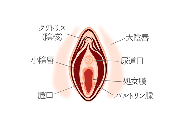 クリトリス包茎 | 婦人科のお悩み | 美容整形、美容外科、美容皮膚科なら聖心美容クリニック