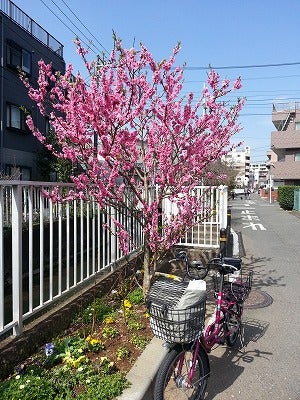 新丸子からすぐ丸子橋（多摩川河川敷）でバーベキューできるエリア | かわさき新聞