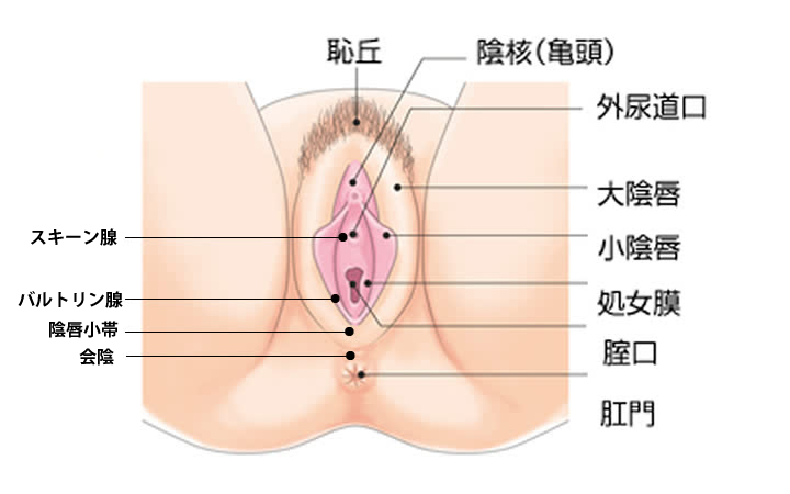 クリトリスの触り方！クリ愛撫でのいじり方 - 夜の保健室