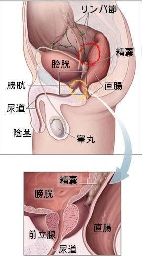 パートナーの性感帯はどこ？ 男女ともに感じる部位は…♡【男女1000人調査】（Oggi）