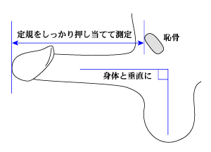 ペニスサイズの測定方法 – Hydromax Japan