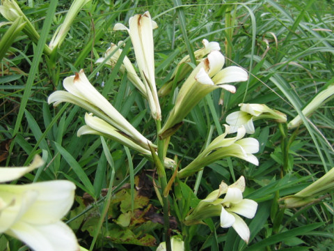 ５月の花｜うばゆり