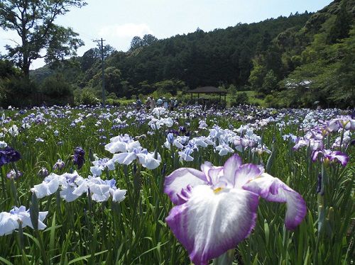 初夏の訪れ 森町でハナショウブが見頃：中日新聞しずおかWeb