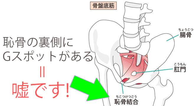 そこじゃない！ 「欧州のGスポット」はここよ！ | クーリエ・ジャポン