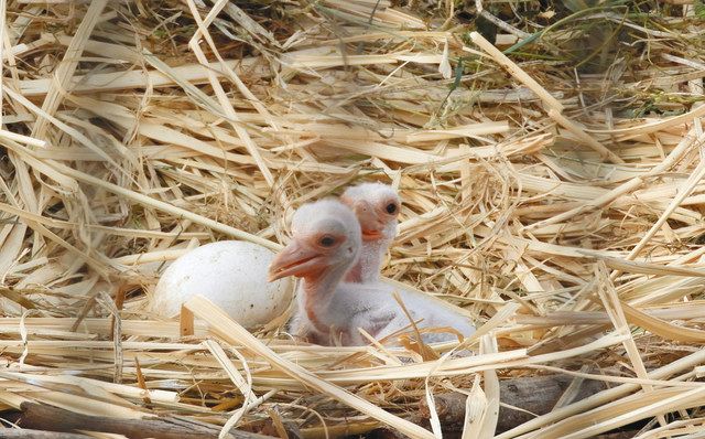 落ちている野鳥のヒナにご用心！ - 日々のなごはく。