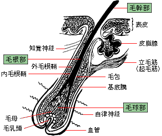 レーザー脱毛と光脱毛との違い | 交通事故 治療