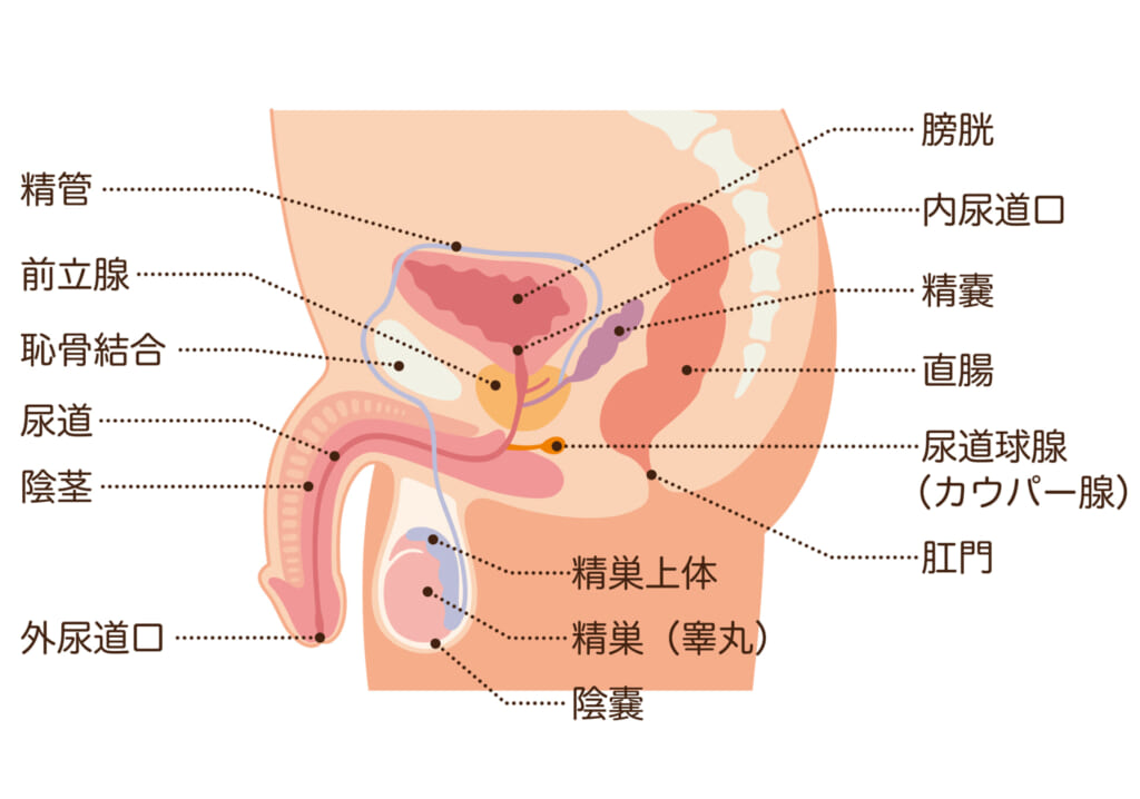 男の子のマスターベーション(オナニー)を知ろう【医師監修】 | セイシル