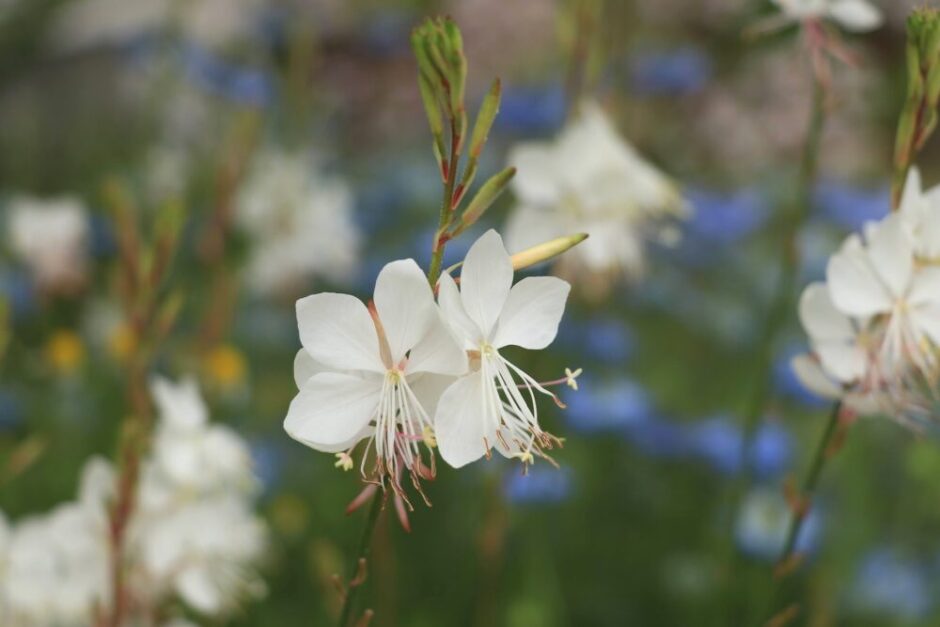 ガウラ(Gaura)【かぎけんWEB】