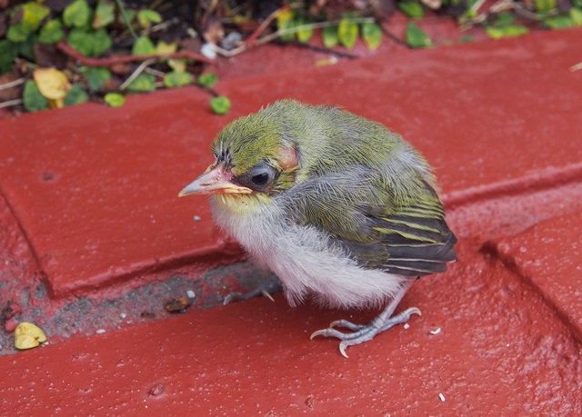 20220527 チョウゲンボウのヒナ巣立ち➁ by