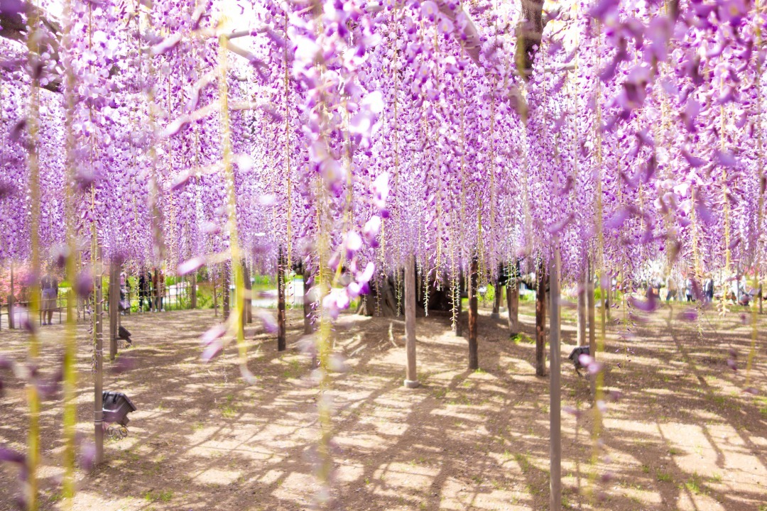 花の楽園あしかがフラワーパーク 樹齢160年の大藤や白藤 ふじのはな物語