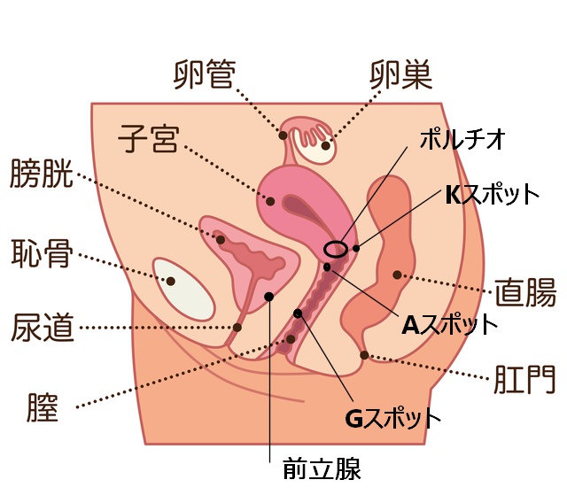 女性が“イケる方法”を女医が徹底解説｜喜ばせるテクニックとは？ ｜ TAクリニックグループ｜美容整形・美容外科｜全国展開中｜