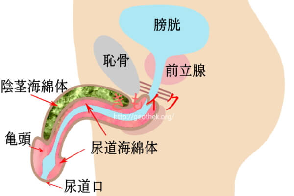 風俗嬢必見！知っておきたい男性の性感帯とその攻め方 - 成功ノウハウの指名編｜びーねっと