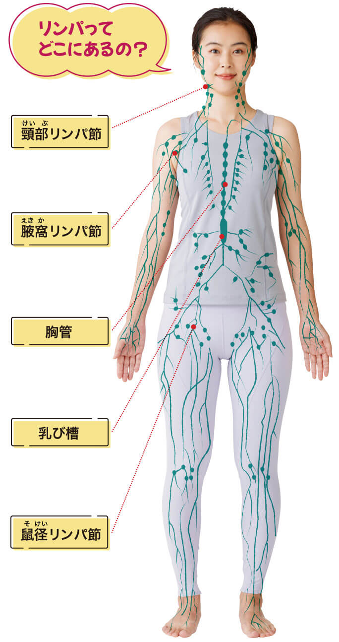 腸リンパ”を流すマッサージだけで長年ため込んだ脂肪が出る！２週間で-5kgウエスト-8ｃｍ&不調が改善！新刊『腸リンパを流せば驚くほどお腹からやせる  深部リンパ節開放腸活マッサージ』2月14日発売