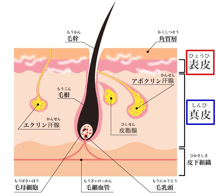 毛抜きでヒゲを抜くと生えなくなる？｜髭の自己処理方法の比較とヒゲをなくす方法 | エピステ