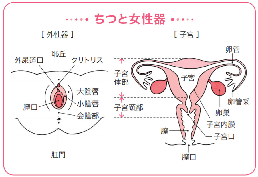 膣トレ初心者必見】プロに聞く♡メリット・デメリット・トレーニングボール！《何から始める？パートナーの感想は？》 | USAGI  MAGAZINE｜ウサギオンライン公式通販サイト