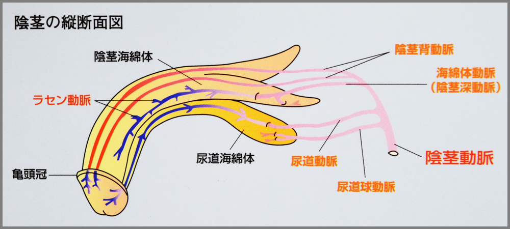 ED治療薬5種類を徹底比較｜勃起力・持続力・即効性・選び方