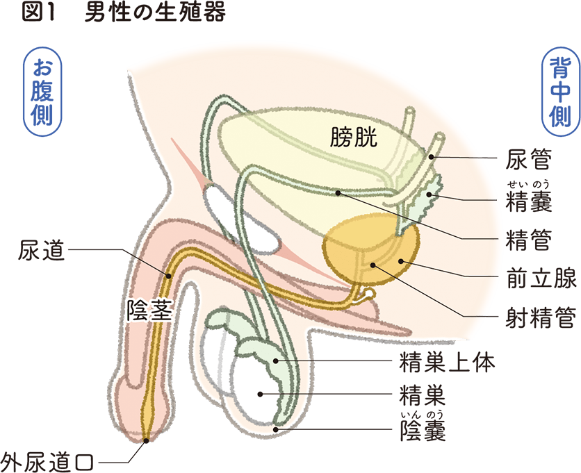 不妊原因 │ 加藤レディスクリニック：不妊治療/体外受精