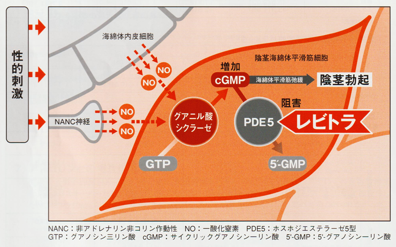 レビトラの正しい服用方法と処方【浜松町第一クリニック】