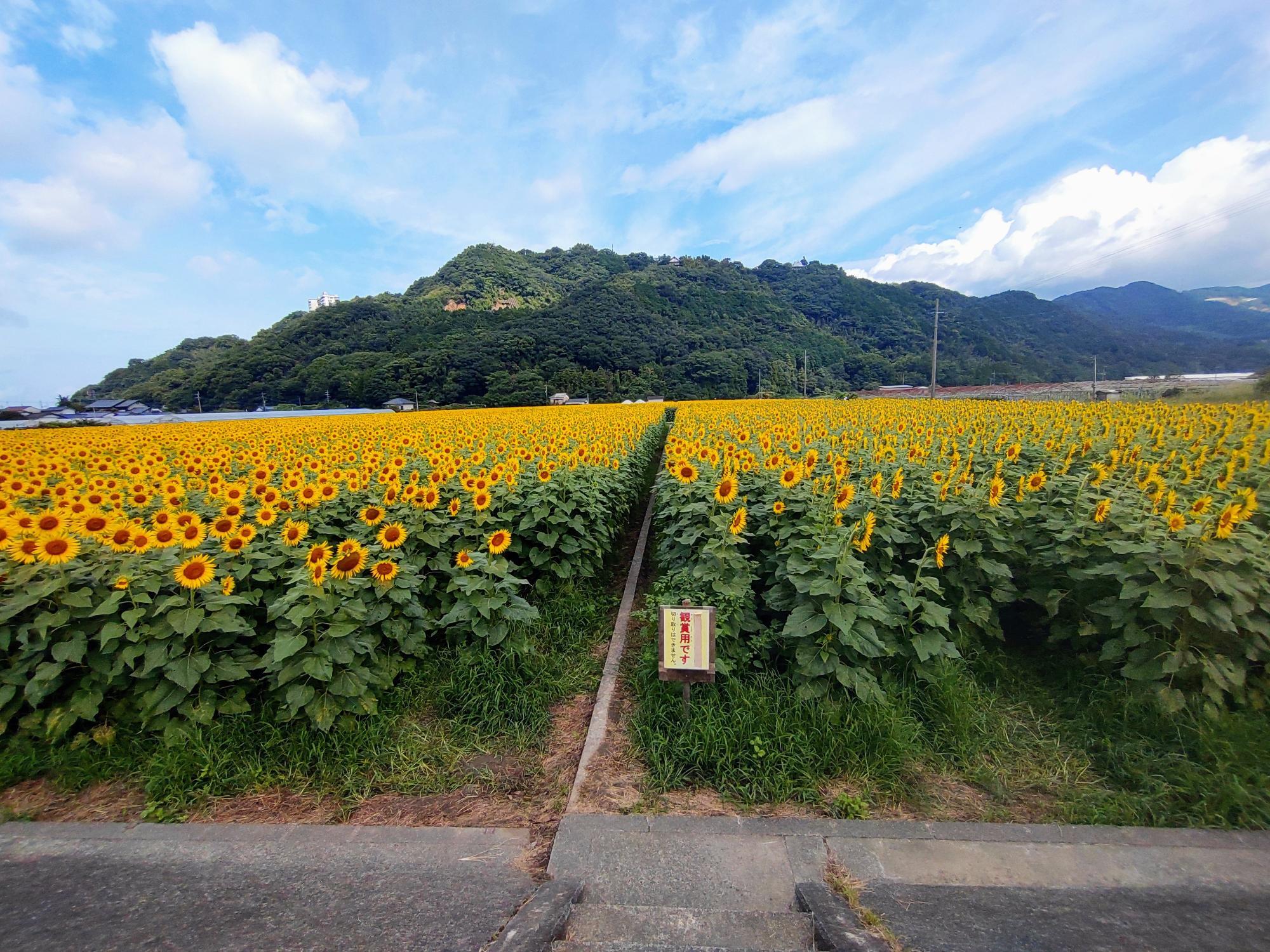 30個セット】食菜酢 （360ml）しょくさいす 【送料無料】