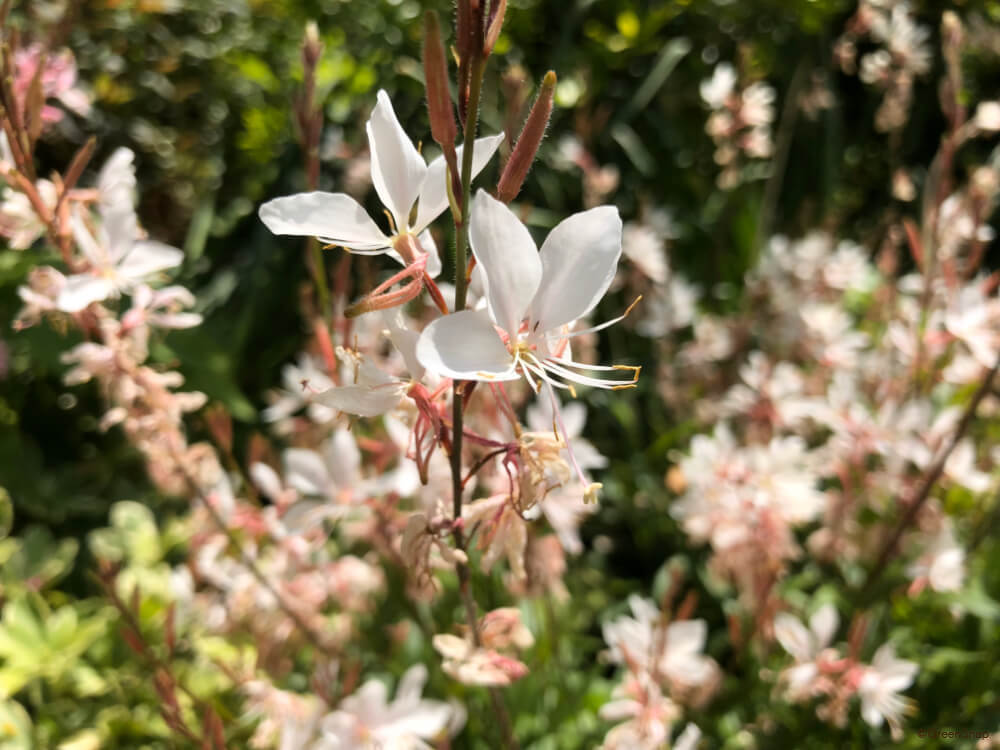 ガウラ｜草花図鑑｜ふなばしアンデルセン公園