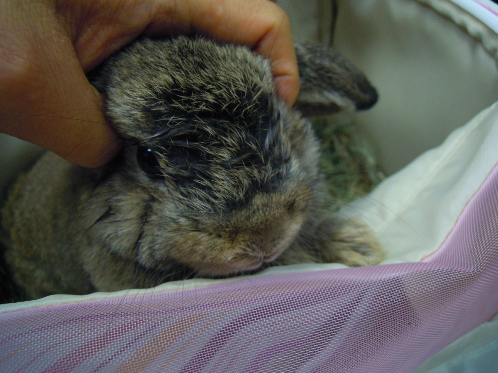 うさぎの体調不良のサインは？下痢や食欲不振に要注意！