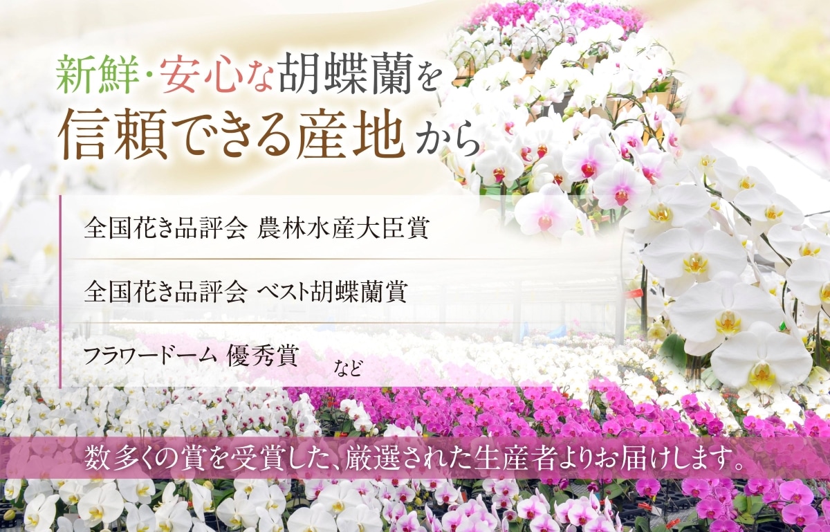 朝どり】茨城県産やよいひめ| 特選15玉 | 1パック1箱