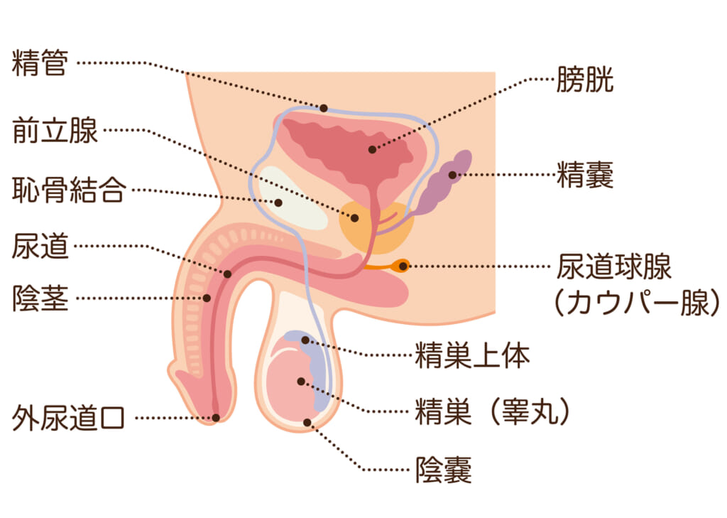 施術動画】「出るー！飛ぶー！」本場タイ古式生殖器・睾丸マッサージ「ジャップカサイ」を受けてフル勃起パワー