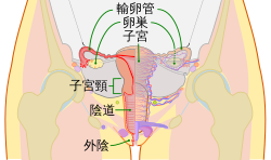 女性器の形や構造・役割について｜婦人科形成の施術・後悔しない注意点を紹介 | 銀座マイアミ美容外科