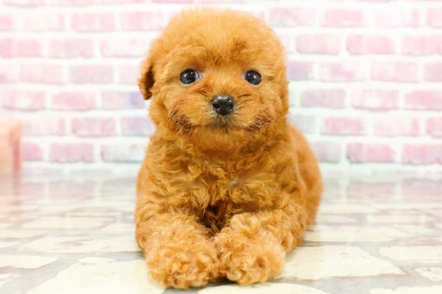 愛犬と一緒に五感で沖縄を味わえるカフェ｜浜松市・沖縄Cafe果報（カフー） | 浜松わんこ旅｜浜松・浜名湖だいすきネット