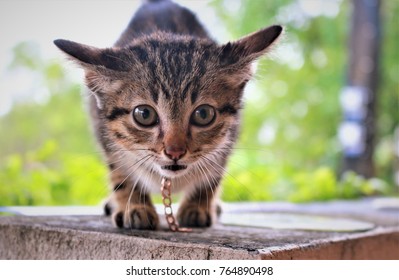 168 Lovelycat Stock Photos -