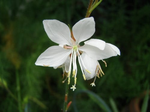 ガウラ(白蝶草)の花言葉｜花の特徴や種類、品種は？｜🍀GreenSnap（グリーンスナップ）