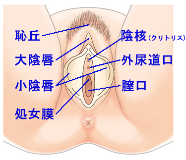 クリトリス包茎で叶える快適なインティメイトケア | ガーデンクリニック