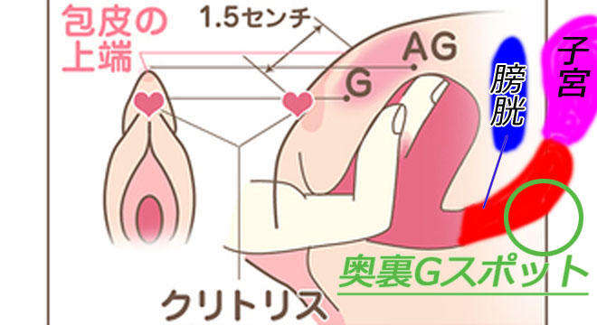 女性のGスポット・ポルチオ性感帯開発方法【図解】 | セクテクサイト