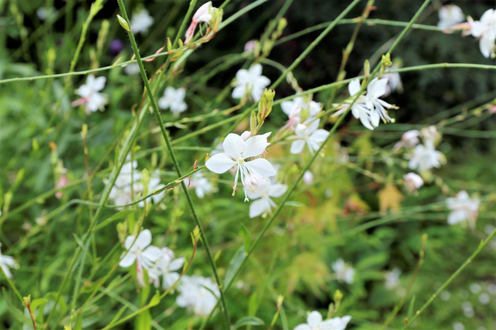 ガウラ｜園芸植物小百科｜育て方｜花の写真