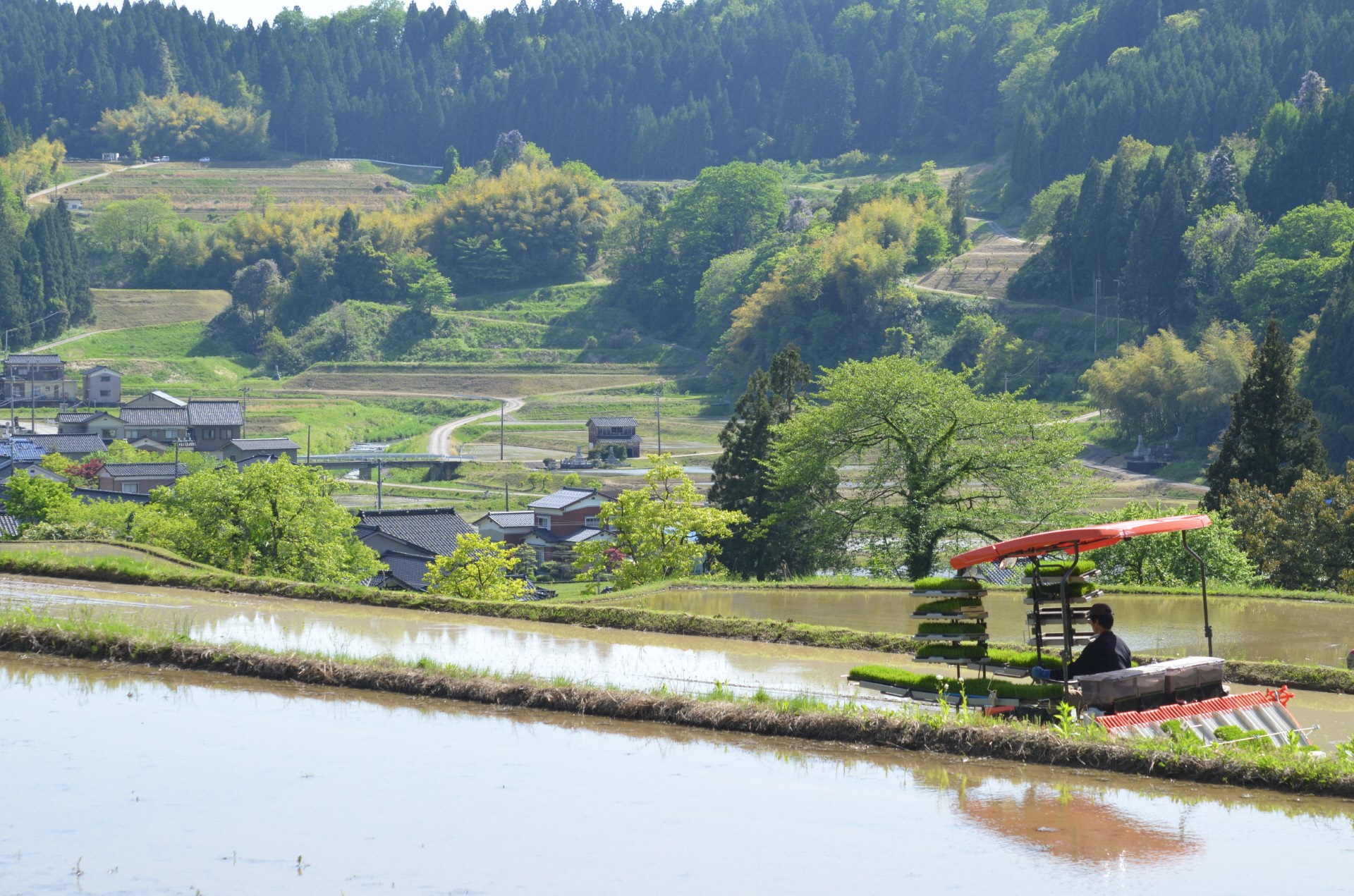 朝どり】茨城県産やよいひめ| 特選15玉 | 1パック1箱