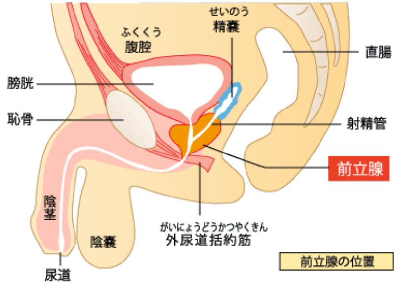 勃起の仕組み｜【浜松町第一クリニック】