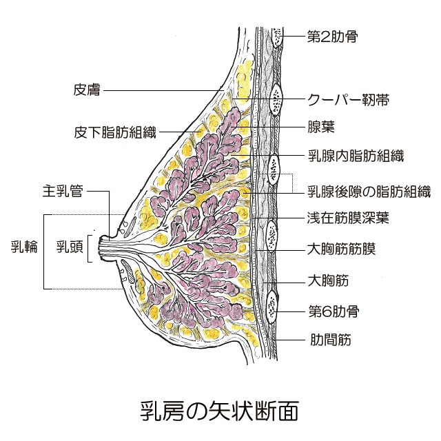 楽天市場】肩 サポーター 女性