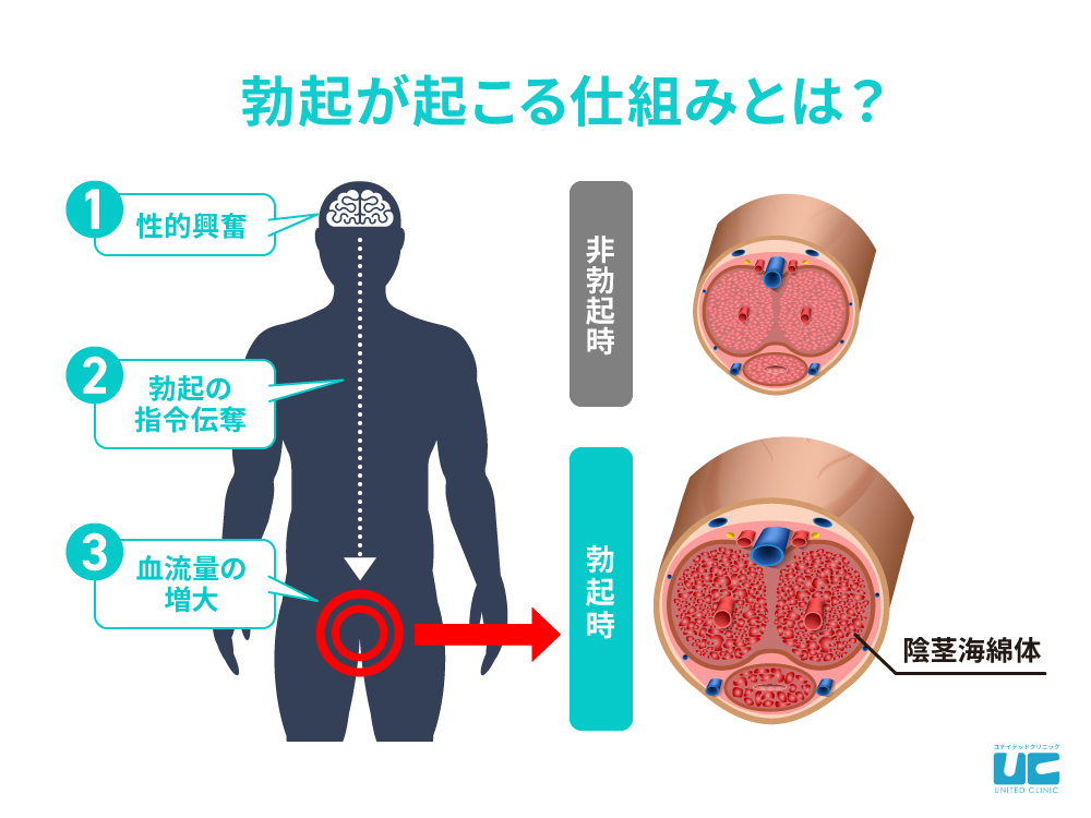 勃起の仕組み｜【浜松町第一クリニック】