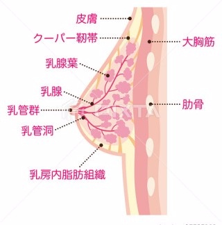 クーパー靭帯は再生しないって本当？垂れ胸を防ぐための方法を紹介 - OZmall