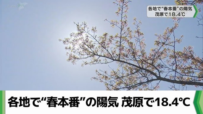 ザ・サンデー千葉市 ４月～春本番♪桜の名所で楽しもう！～｜ザ・サンデー千葉市｜チバテレ