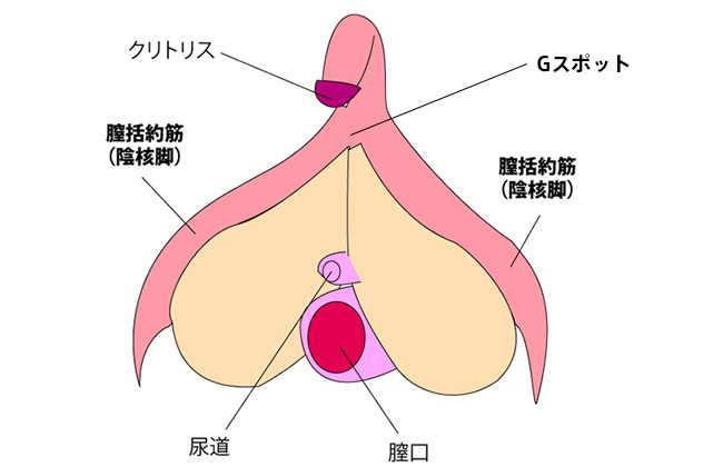 解説】Gスポットの開発方法やイクためのコツとテクニック｜ホットパワーズマガジン